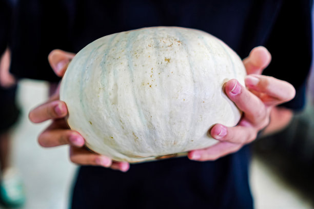 在泰国清迈的一个社区新鲜蔬菜市场，人们拿着准备带回家的白色有机南瓜的特写照片，全球食品安全和公共卫生。图片下载