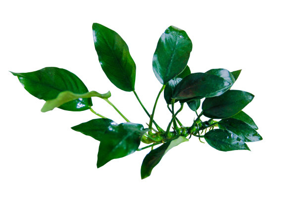 白色背景上分离的阿努拜斯娜娜水生植物，包括剪切路径图片下载