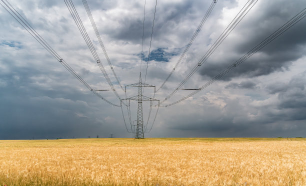 在一片麦田里，电线穿过，鸟儿在暴风雨的天空中翱翔图片下载