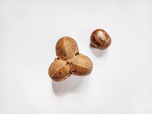 白色背景上的橡胶种子。种子和橡胶种子壳。图片下载