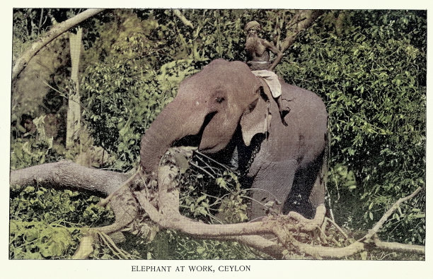 大象在斯里兰卡锡兰的丛林里清理树木，19世纪90年代的古着照片图片下载