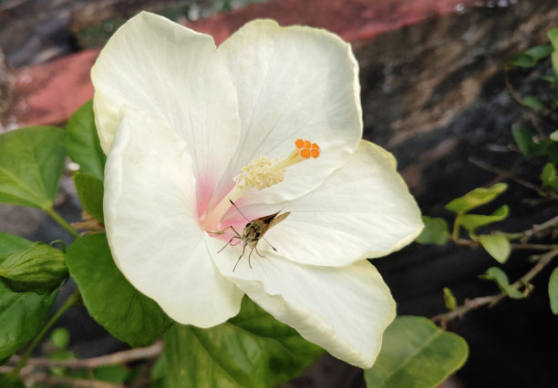 小蝴蝶坐在白色木槿股票照片在屋顶花园图片下载