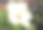 小蝴蝶坐在白色木槿股票照片在屋顶花园图片下载