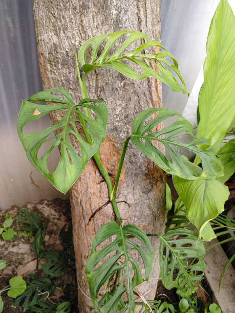 新生长的绿色山核桃树叶与雨点在花园stock照片图片下载