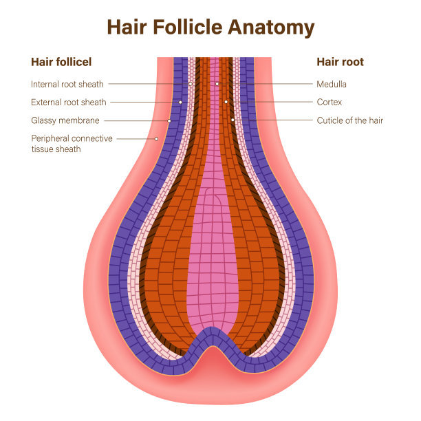 毛囊解剖向量。毛囊结构。层层的毛囊。图片下载