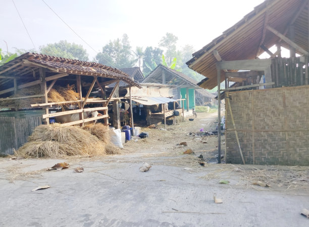 传统养牛图片下载