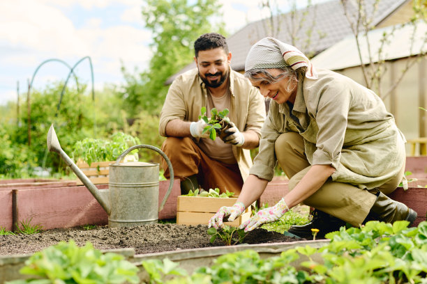 快乐的农民重新种植草莓图片下载