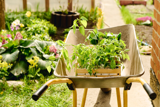 花园推车与绿色番茄幼苗图片下载