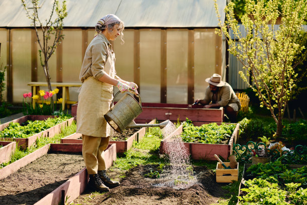 给补种的草莓苗浇水图片下载