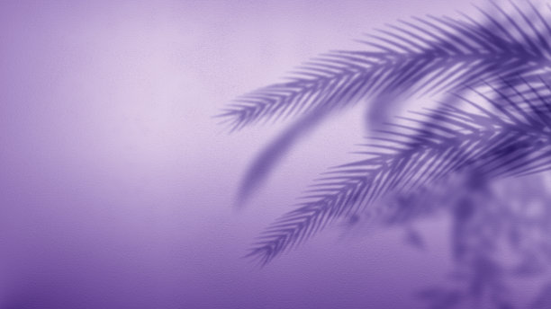 墙上的棕榈树阴影背景图片下载