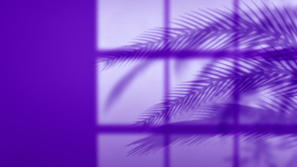 紫色墙壁背景上的棕榈树阴影图片下载