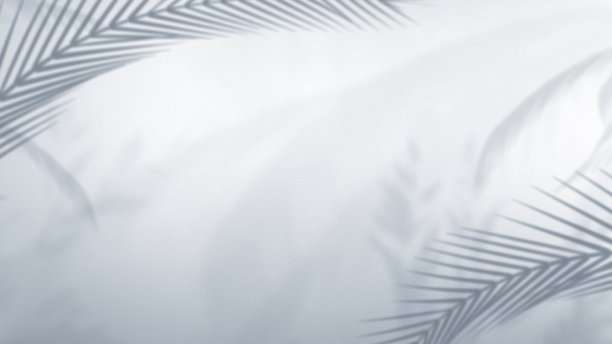 白色墙壁上的棕榈树阴影图片下载