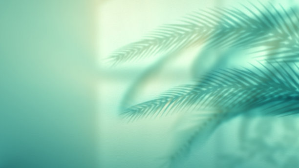 墙上的棕榈树影图片下载