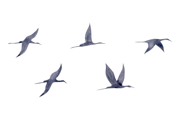 迁徙的鹤鸟剪影水彩插图设置孤立的白色背景。飞翔的火烈鸟群呈深灰色。抽象的单色剪贴画图片下载
