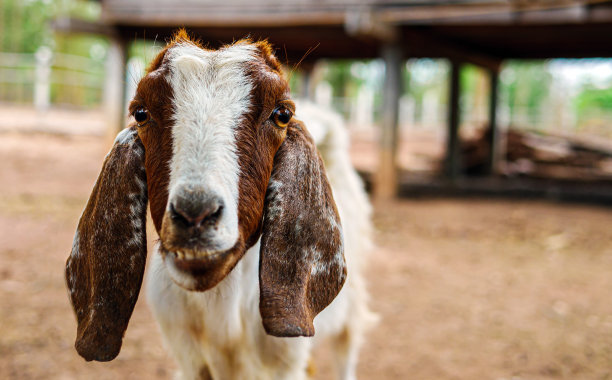 可爱的小山羊和有趣的山羊农场近距离。肖像。头像照片图片下载