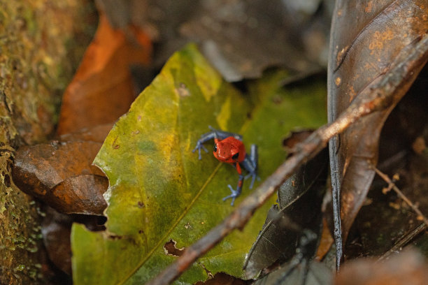 哥斯达黎加的草莓毒镖蛙图片下载