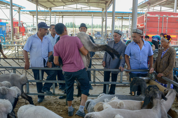 2024年6月1日，中国喀什:当地居民在牲畜市场上给买家送羊。图片下载