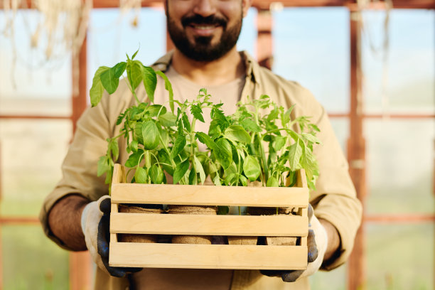 盆栽绿色番茄和辣椒幼苗图片下载