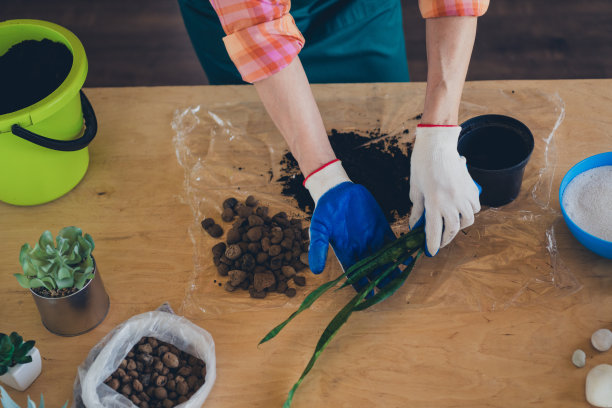 剪短的照片漂亮的退休女士穿着围裙种植sansevieria室内房屋车间图片下载