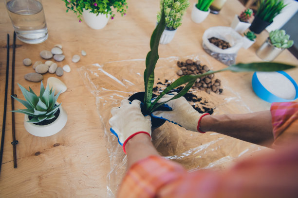 的妇女手的修剪照片室内植物报告小企业主雇员花艺工作植物店图片下载