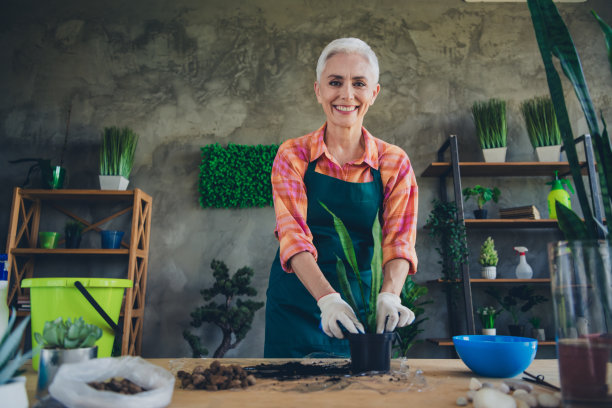 照片上的退休女士穿着围裙在室内种植草药花盆图片下载