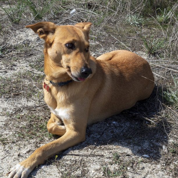 猫，狗，动物，宠物图片下载
