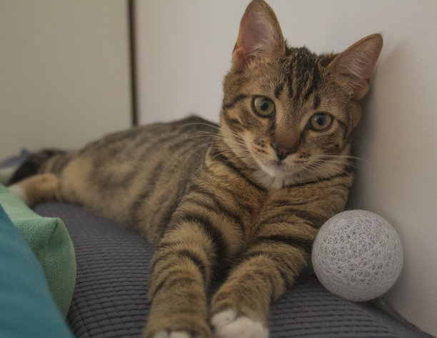 猫，狗，动物，宠物图片下载