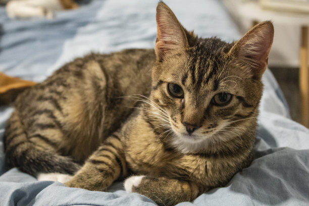 猫，狗，动物，宠物图片下载