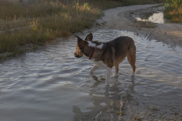 猫，狗，动物，宠物图片下载