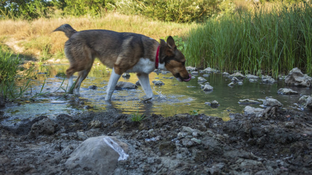 猫，狗，动物，宠物图片下载