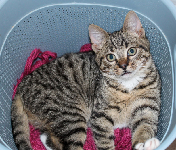 猫，狗，动物，宠物图片下载