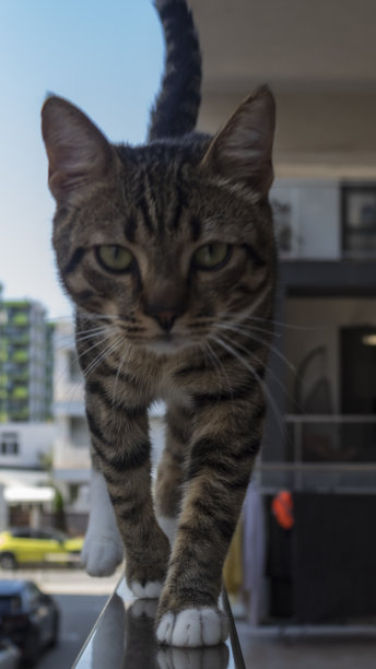 猫，狗，动物，宠物图片下载