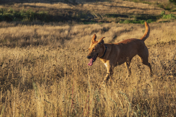 猫，狗，动物，宠物图片下载