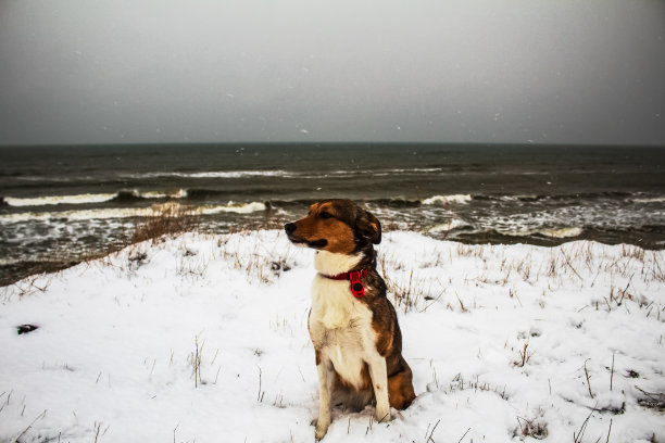 猫，狗，动物，宠物图片下载