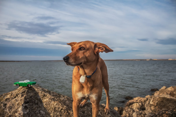 猫，狗，动物，宠物图片下载
