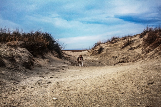 猫，狗，动物，宠物图片下载