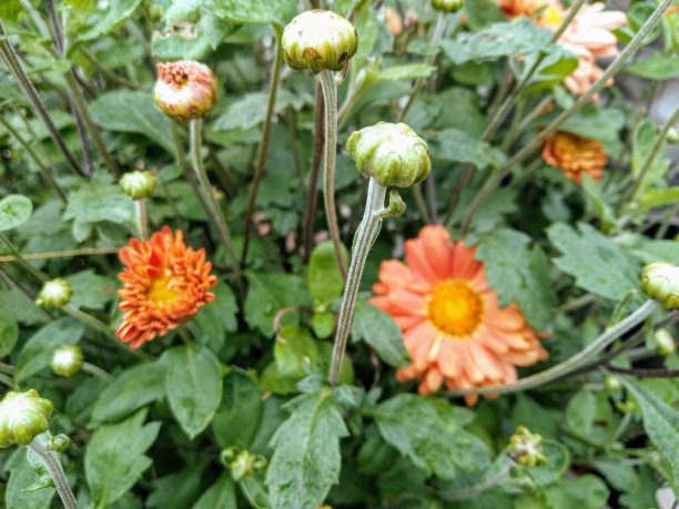 这是一束深粉红色的菊花的特写照片，花瓣上有黄色的中心和白色的尖端。图片下载