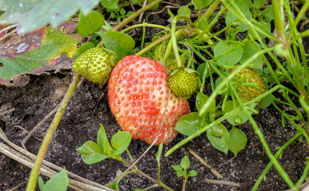 在夏日阳光下生长的鲜红草莓的特写照片图片下载