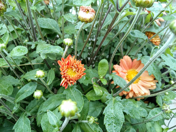 这是一束深粉红色的菊花的特写照片，花瓣上有黄色的中心和白色的尖端。图片下载