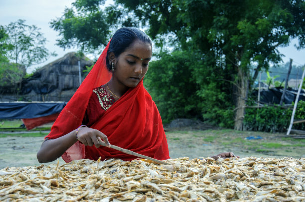 一位妇女把小的干海鱼分开。图片下载