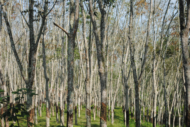 巴西橡胶树。图片下载