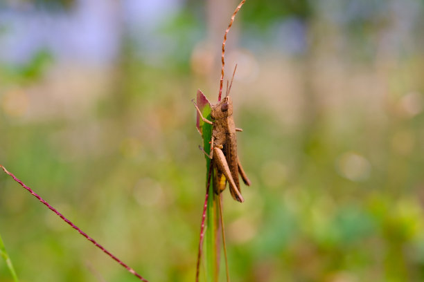 栖息在杂草茎上的棕色蚱蜢图片下载