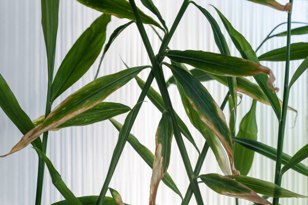 绿色的姜叶在浅色的背景上。图片下载