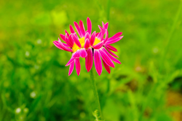 一朵粉红色的甘菊花在模糊的绿色背景上，俯视图。洋甘菊与紫色花瓣海报，日历，邮政，屏幕保护程序，壁纸，明信片，横幅，封面。高质量照片图片下载