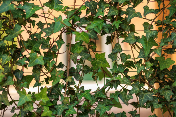 常春藤植物图片下载
