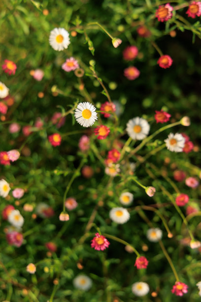 灌木和鲜花花园设计细节图片下载