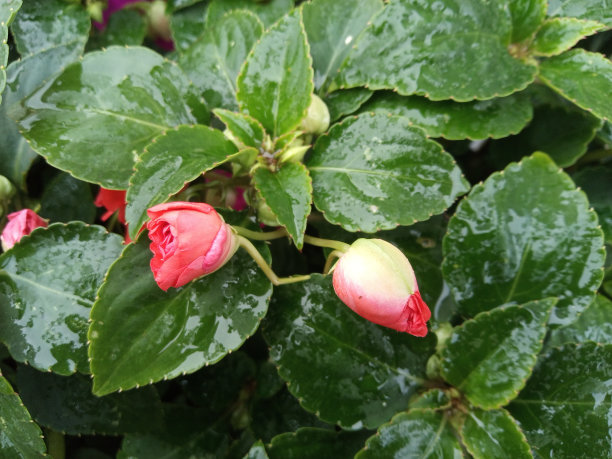 蓝绿色的玫瑰，定义边缘花卉背景与复制空间的设计文本或照片背景极简主义图片下载