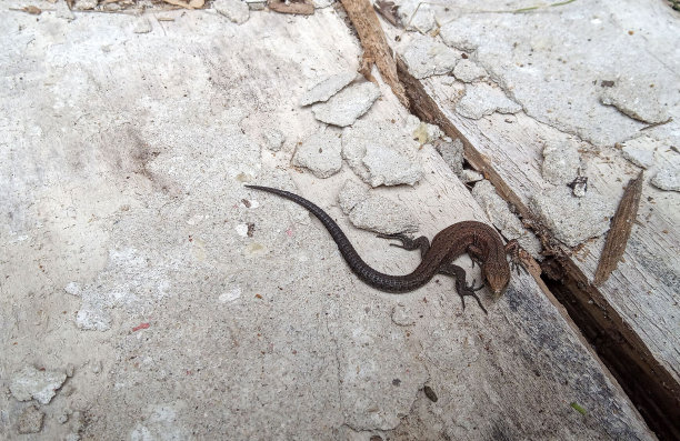 堆叠原木的火木纹理背景。高质量的照片。东方花园蜥蜴树上的蜥蜴照片图片下载