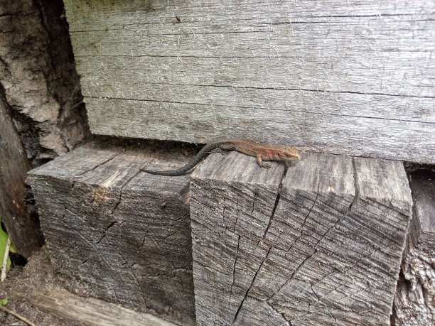 堆叠原木的火木纹理背景。高质量的照片。东方花园蜥蜴树上的蜥蜴照片图片下载