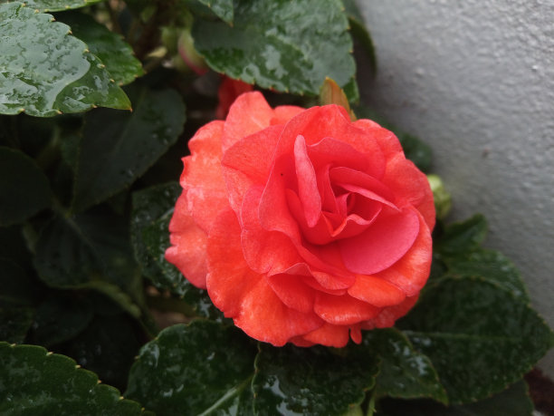 蓝绿色的玫瑰，定义边缘花卉背景与复制空间的设计文本或照片背景极简主义图片下载